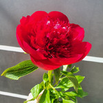 Букет кустовых роз в коробке - магазин цветов «Фиеста» в Великом Новгороде
